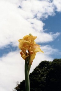 pla060